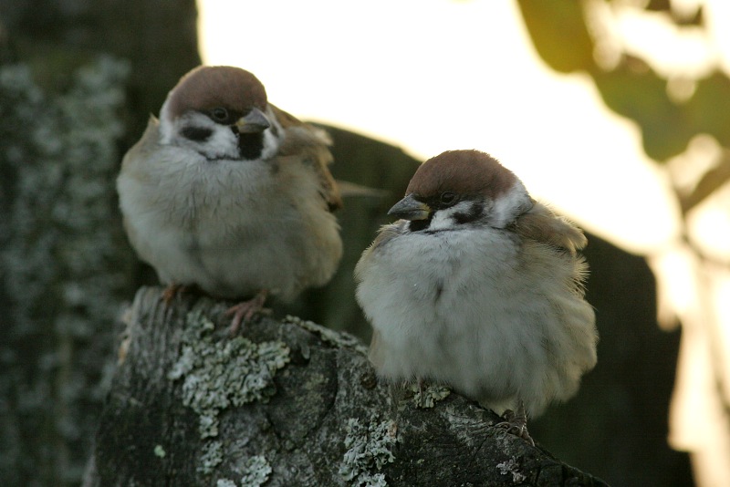 Pikkuvarpunen (Passer montanus)