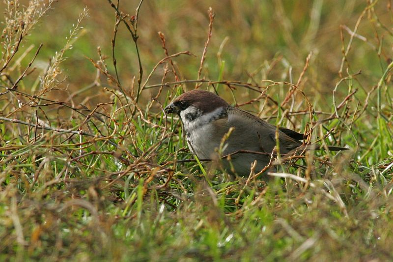 Pikkuvarpunen (Passer montanus)
