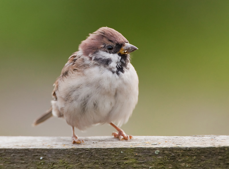 Pikkuvarpunen (Passer montanus)