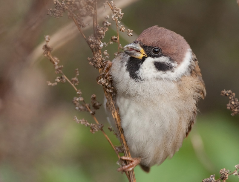 Pikkuvarpunen (Passer montanus)