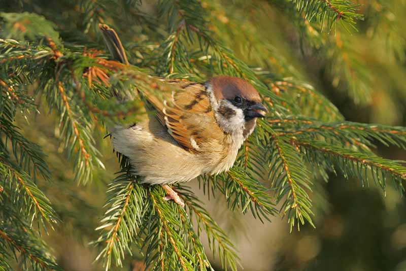 Pikkuvarpunen (Passer montanus)