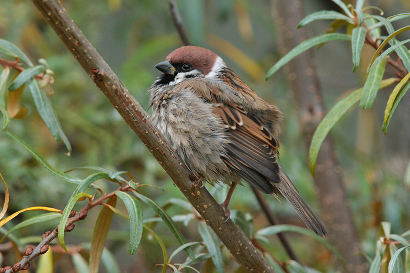 Pikkuvarpunen (Passer montanus)