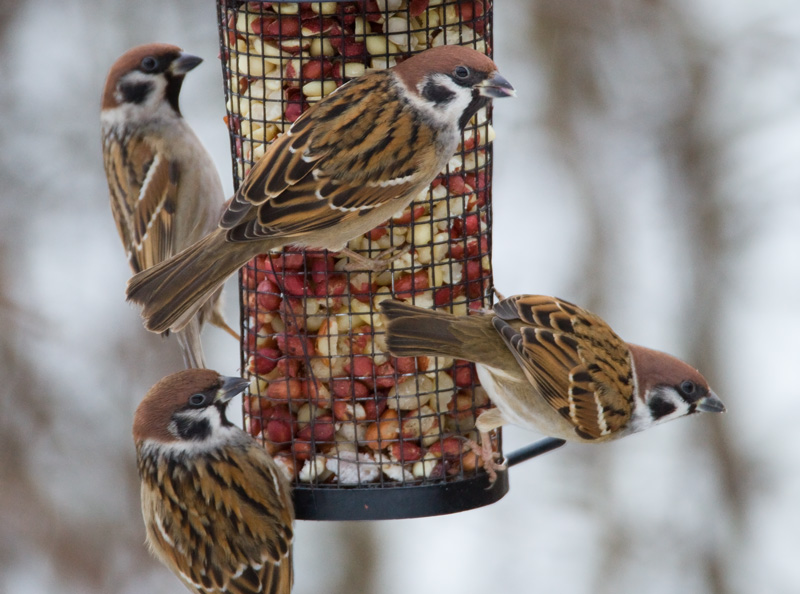 Pikkuvarpunen (Passer montanus)