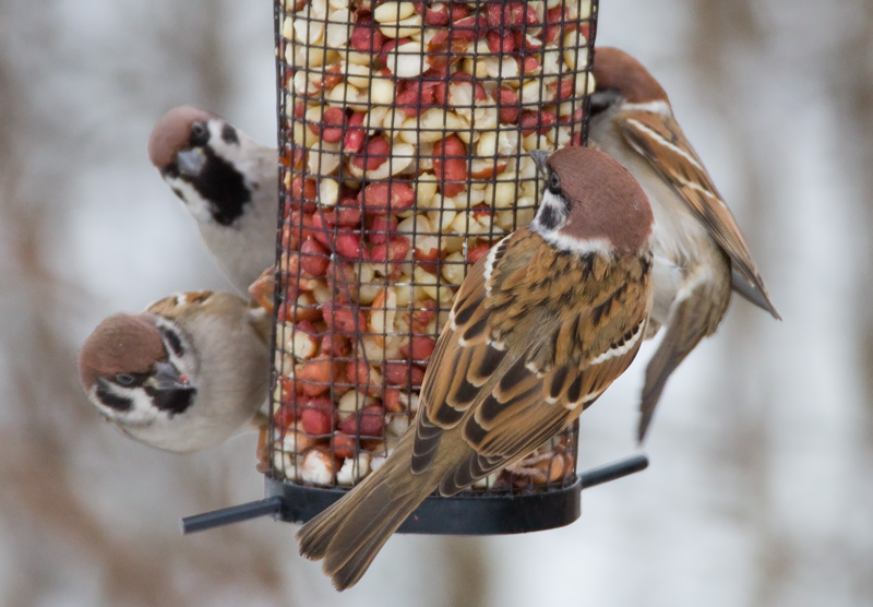 Pikkuvarpunen (Passer montanus)
