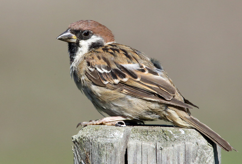 Pikkuvarpunen (Passer montanus)