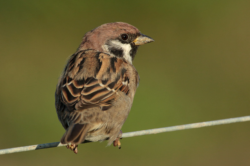 Pikkuvarpunen (Passer montanus)