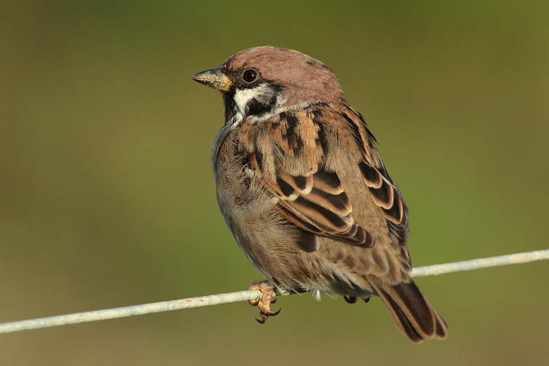 Pikkuvarpunen (Passer montanus)