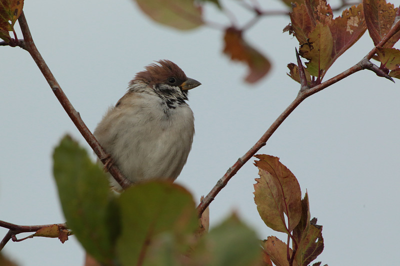 Pikkuvarpunen (Passer montanus)