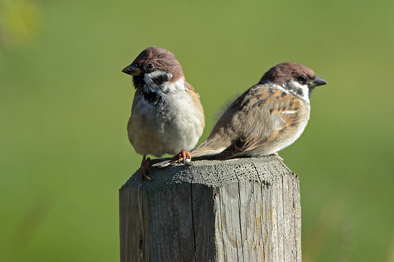 Pikkuvarpunen (Passer montanus)