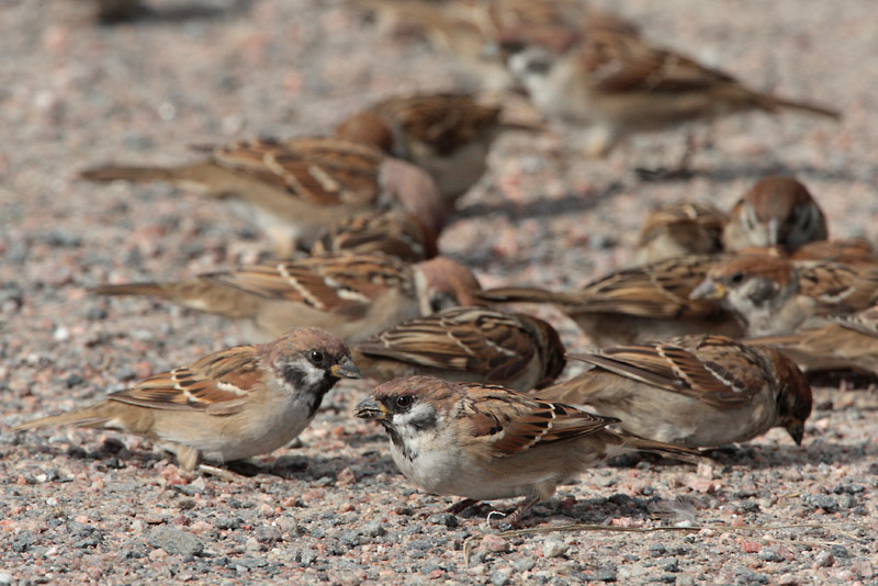 Pikkuvarpunen (Passer montanus)