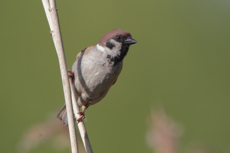 Pikkuvarpunen (Passer montanus)
