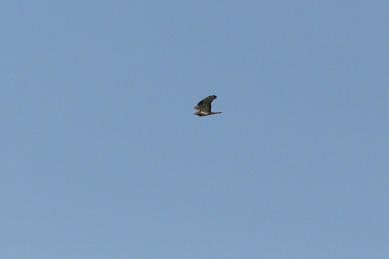 Mehil�ishaukka (Pernis apivorus)