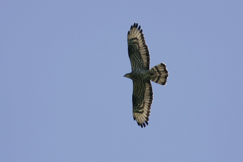 Mehil�ishaukka (Pernis apivorus)