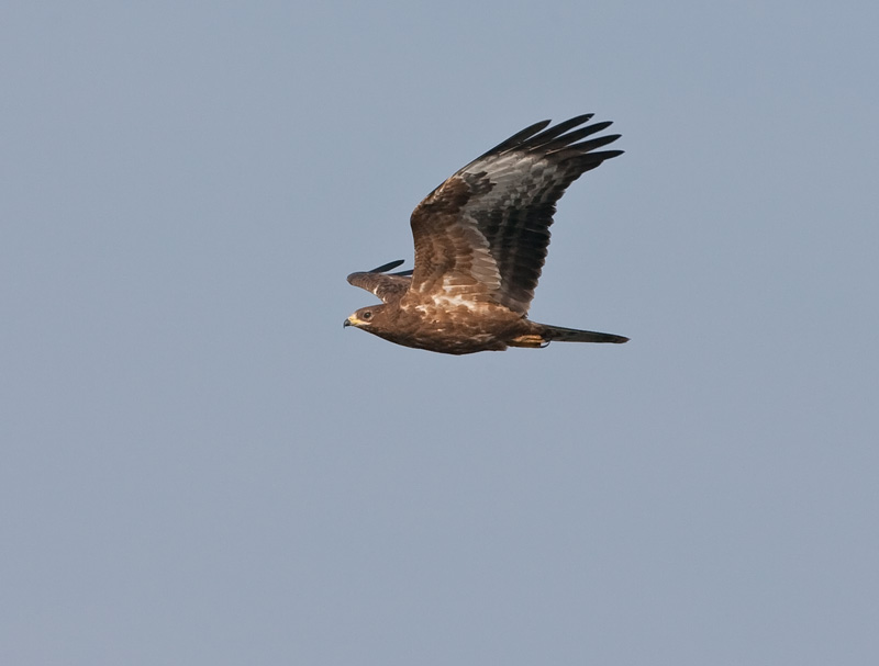 Mehil�ishaukka Honey Buzzard (Pernis apivorus)