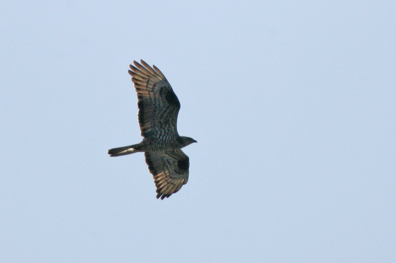 Mehil�ishaukka Honey Buzzard (Pernis apivorus)