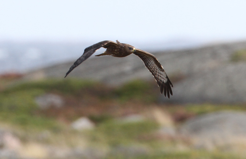 Mehil�ishaukka Honey Buzzard (Pernis apivorus)