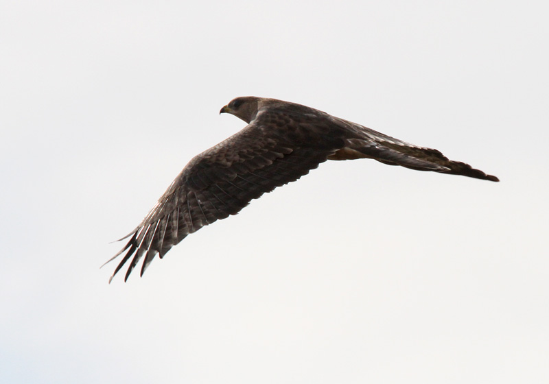 Mehil�ishaukka Honey Buzzard (Pernis apivorus)