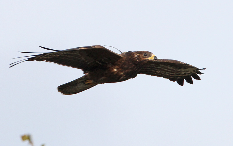 Mehil�ishaukka Honey Buzzard (Pernis apivorus)