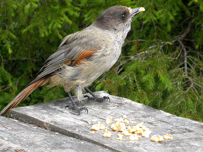 Kuukkeli