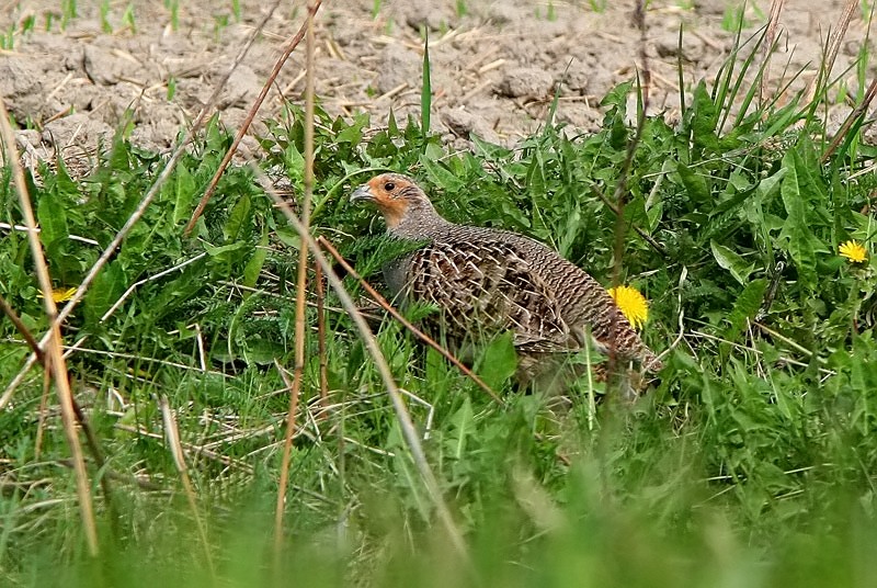 Peltopyy, Grey Partridge (Perdix perdix)