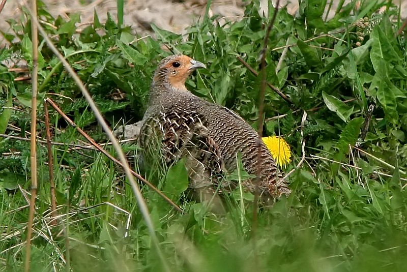 Peltopyy, Grey Partridge (Perdix perdix)