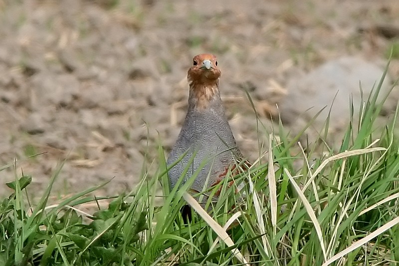 Peltopyy, Grey Partridge (Perdix perdix)