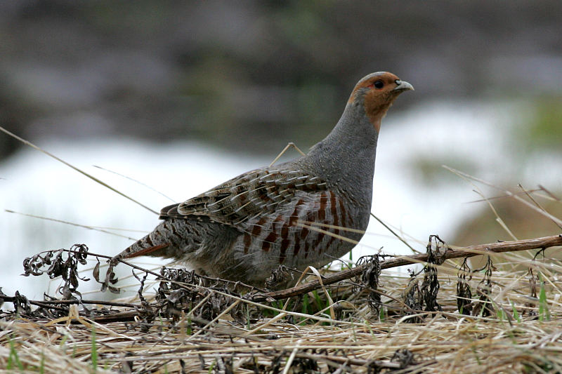 Peltopyy, Grey Partridge (Perdix perdix)