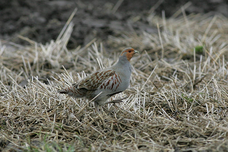 Peltopyy, Grey Partridge (Perdix perdix)