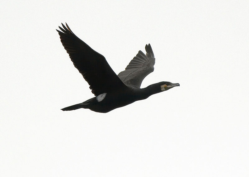 Merimetso Cormorant (Phalacrocorax carbo)