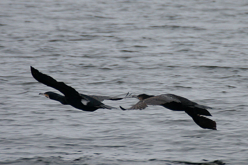 Merimetso Cormorant (Phalacrocorax carbo)