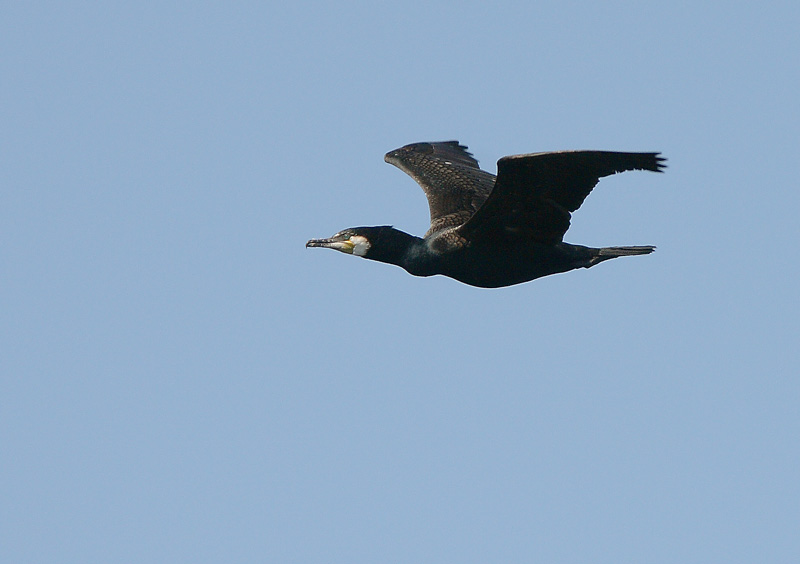 Merimetso Cormorant (Phalacrocorax carbo)