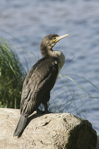 Merimetso Cormorant (Phalacrocorax carbo)