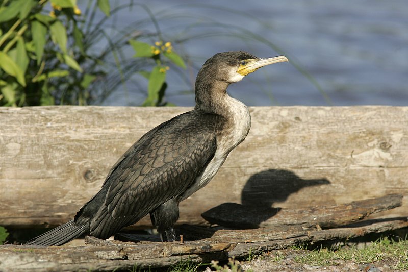 Merimetso Cormorant (Phalacrocorax carbo)
