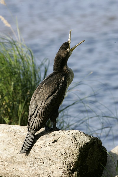 Merimetso Cormorant (Phalacrocorax carbo)