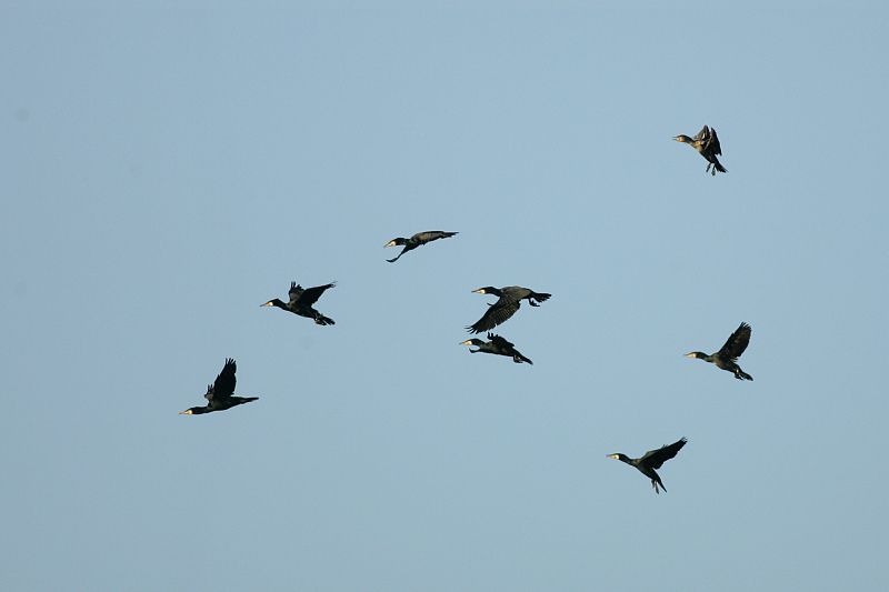 Merimetso Cormorant (Phalacrocorax carbo)