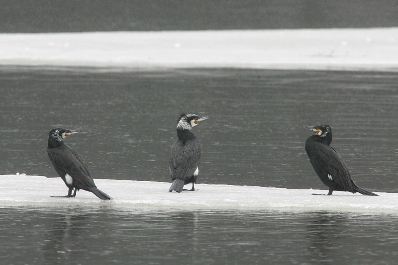 Merimetso Cormorant (Phalacrocorax carbo)