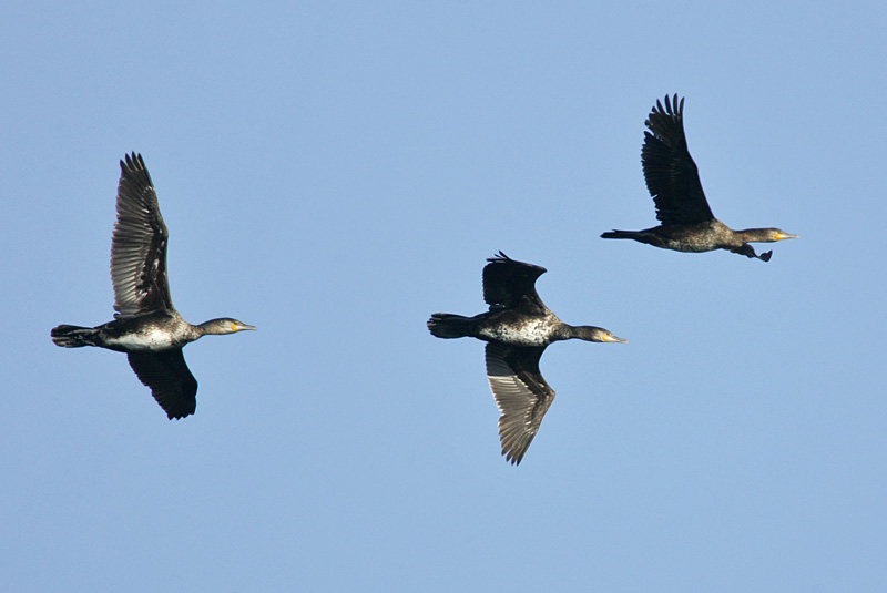 Merimetso Cormorant (Phalacrocorax carbo)