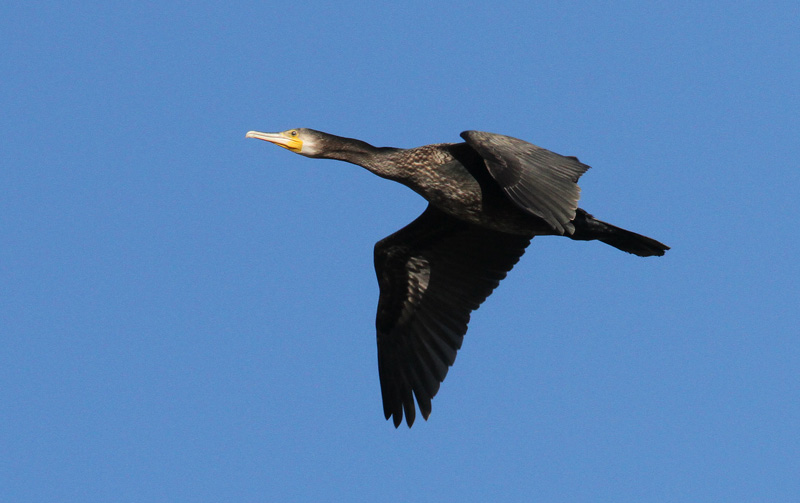 Merimetso Cormorant (Phalacrocorax carbo)