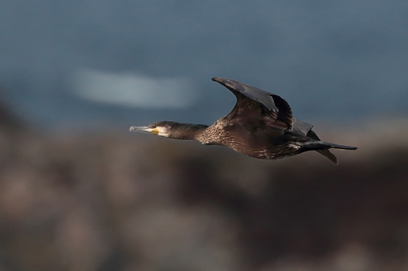 Merimetso Cormorant (Phalacrocorax carbo)
