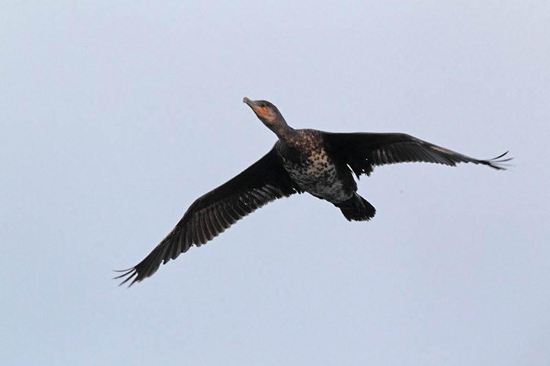 Merimetso Cormorant (Phalacrocorax carbo)