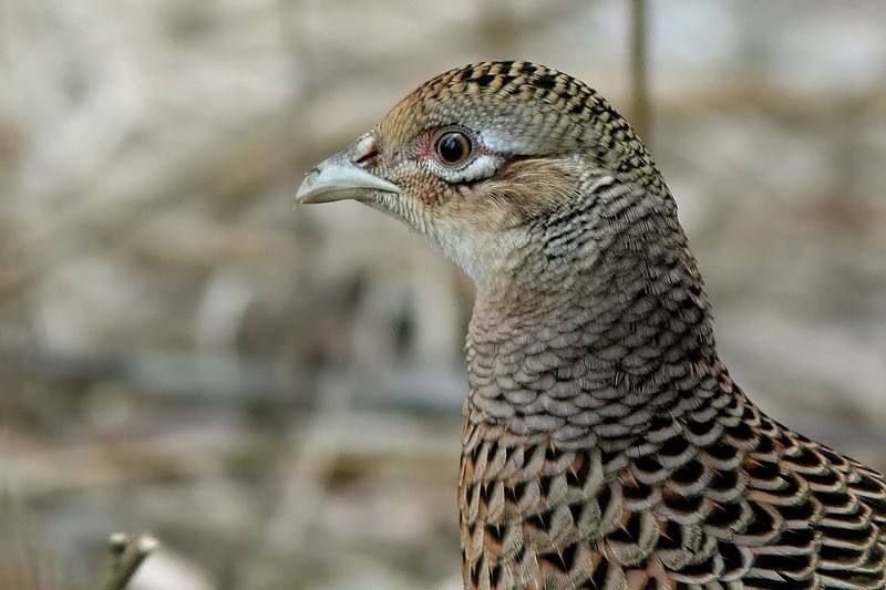 Fasaani Phasianus colchicus