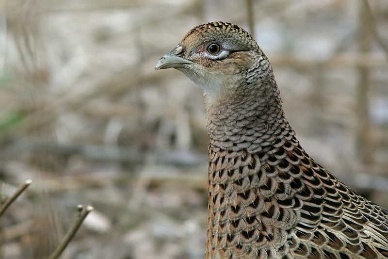 Fasaani Phasianus colchicus