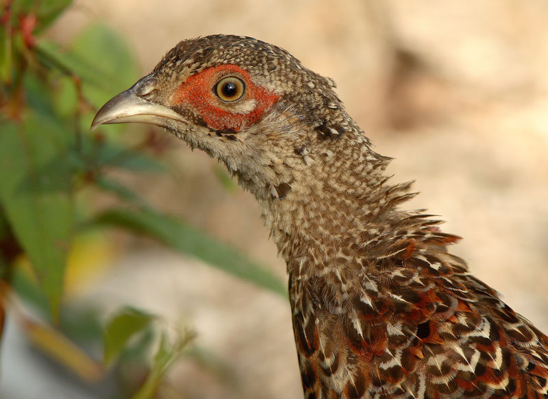 Fasaani Phasianus colchicus