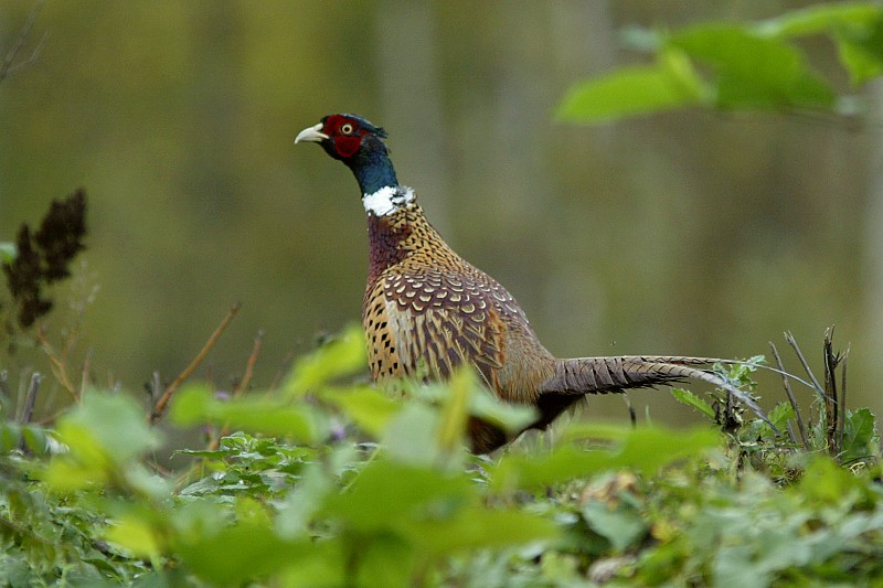 Fasaani Phasianus colchicus