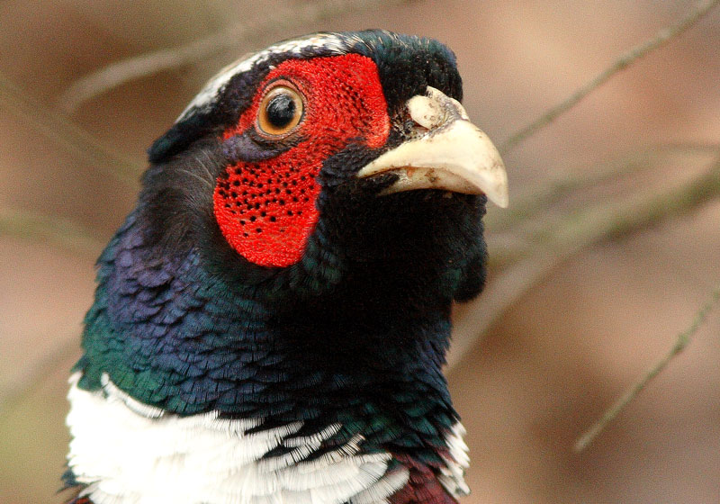 Fasaani Phasianus colchicus