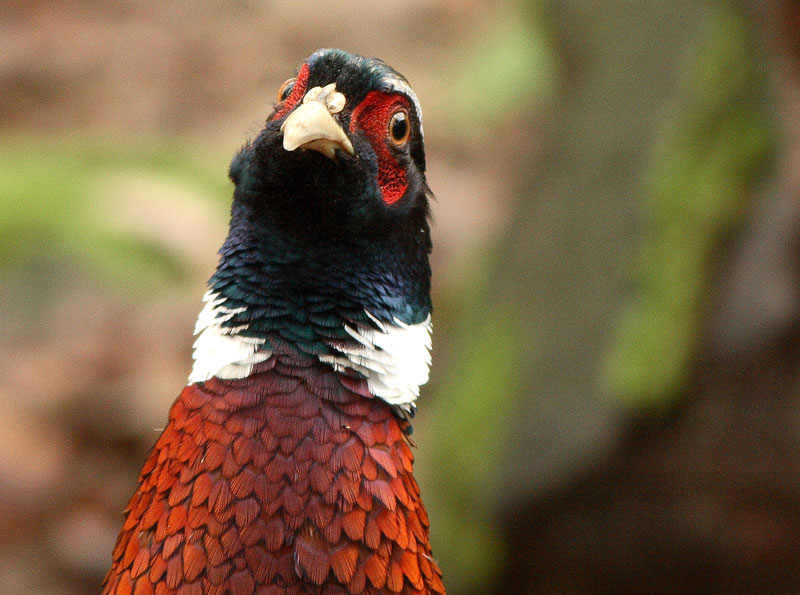 Fasaani Phasianus colchicus