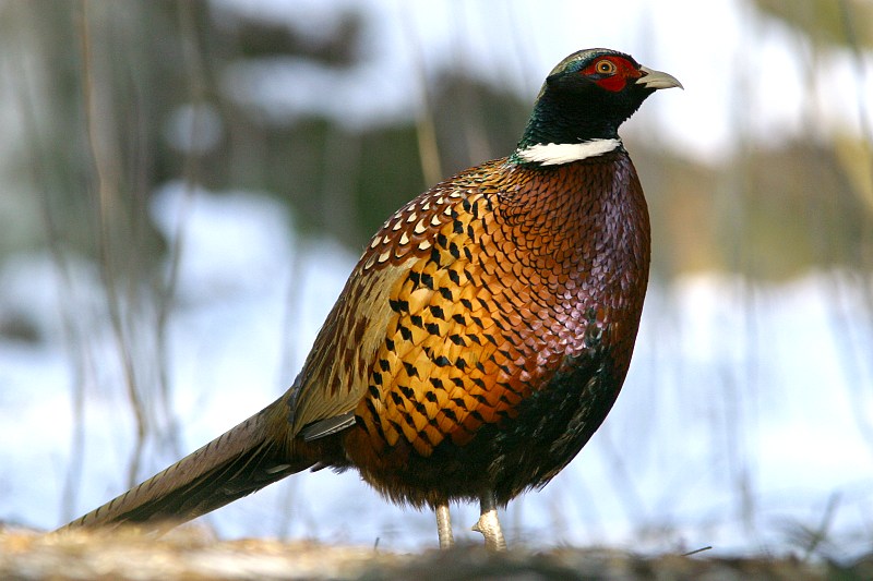 Fasaani Phasianus colchicus