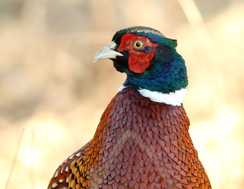 Fasaani Phasianus colchicus