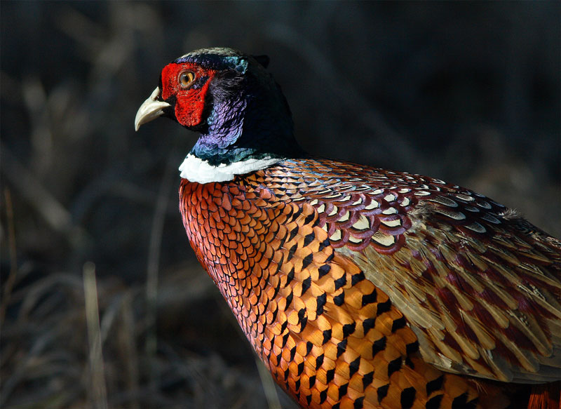 Fasaani Phasianus colchicus