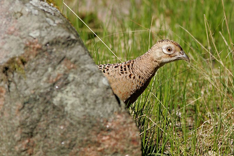Fasaani Phasianus colchicus